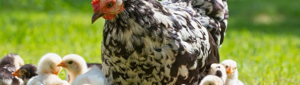 Guide pas à pas de l'incubation artificielle des oeufs de poule en couveuse