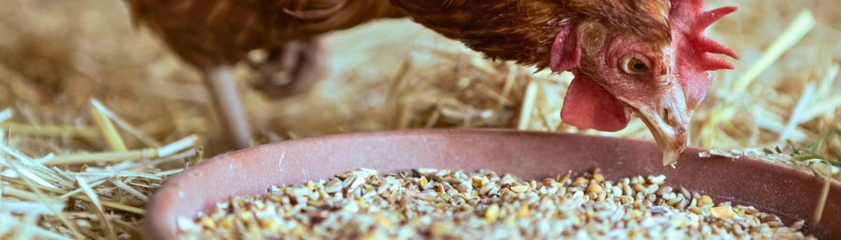 Guide complet de l'alimentation de la poule, du poussin à la pondeuse