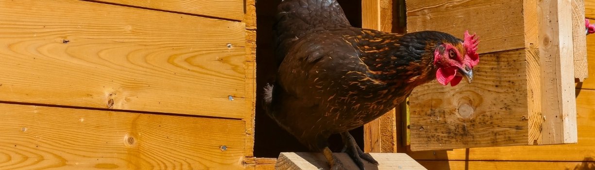 Guide complet pour choisir et aménager le poulailler idéal pour ses poules