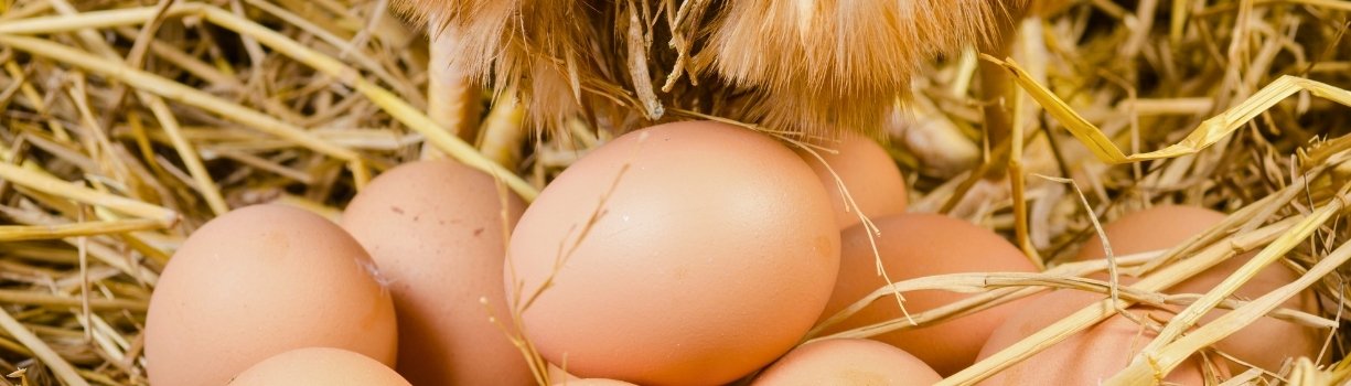 Une poule pondeuse dans un pondoir qui ne pond plus