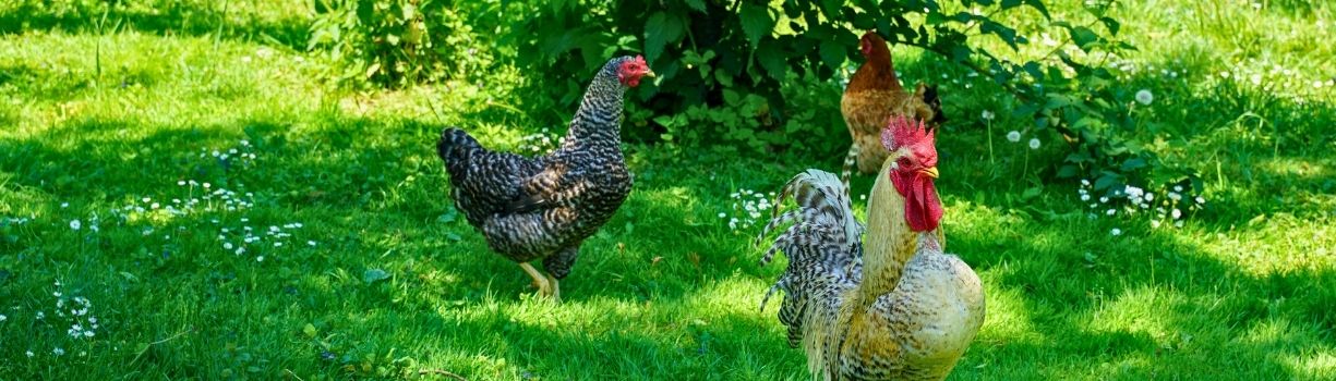 Guide complet pour élever des poules pondeuses