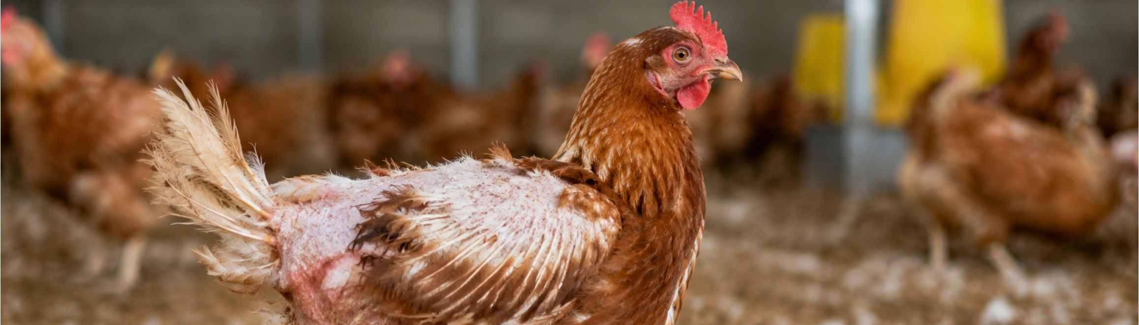 mue des poules